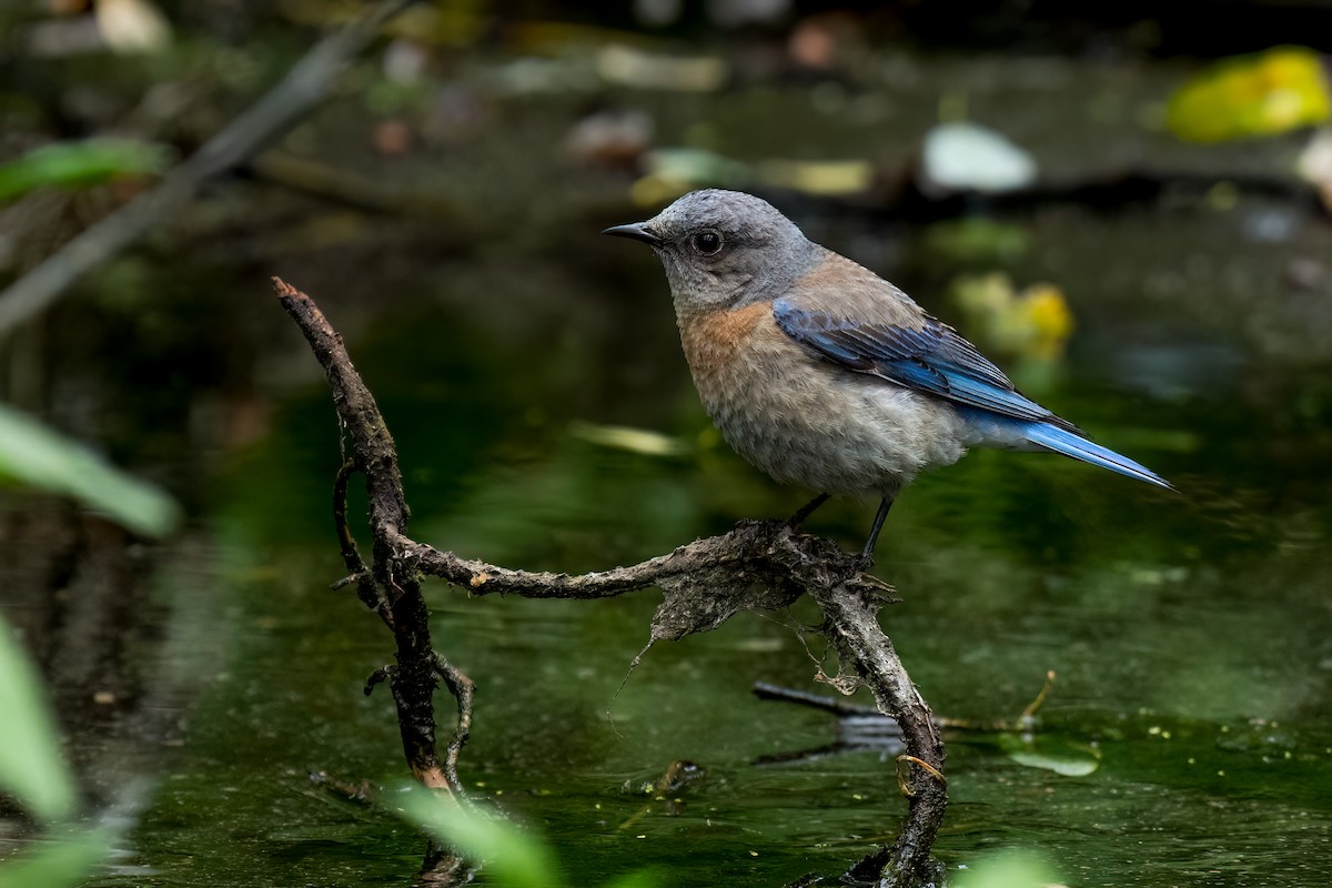 Western Bluebird - David Ornellas