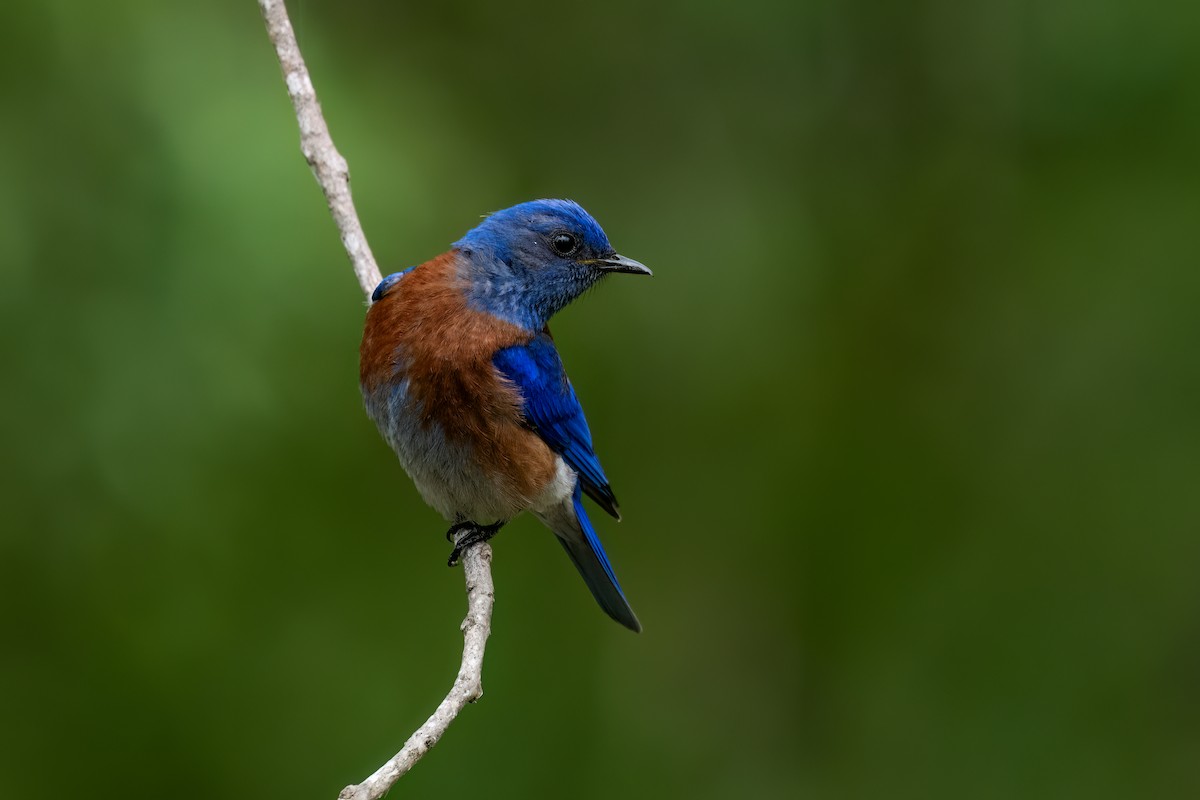 Western Bluebird - David Ornellas