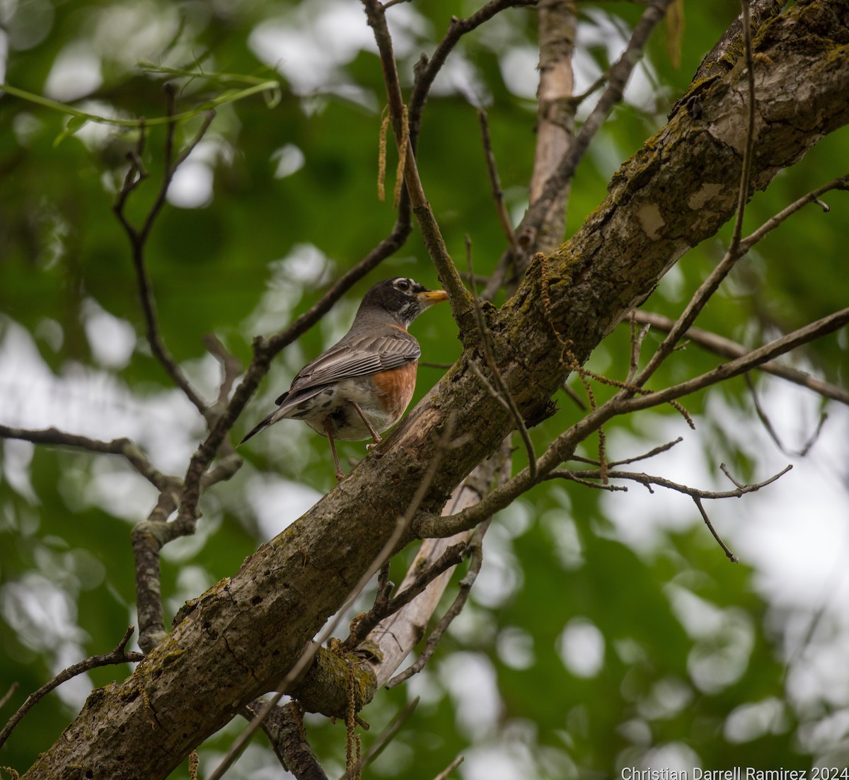 American Robin - ML619639224