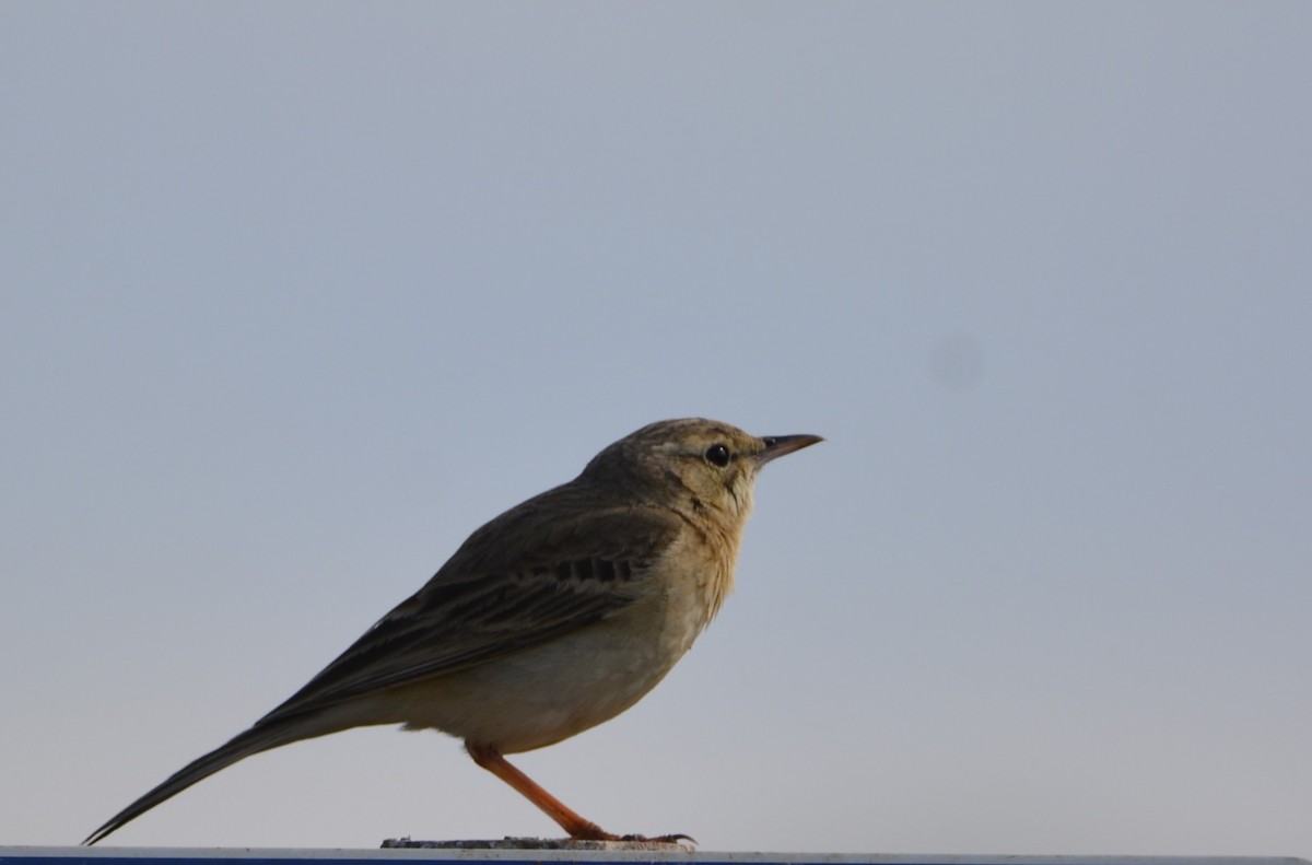 Tawny Pipit - Dominique Blanc