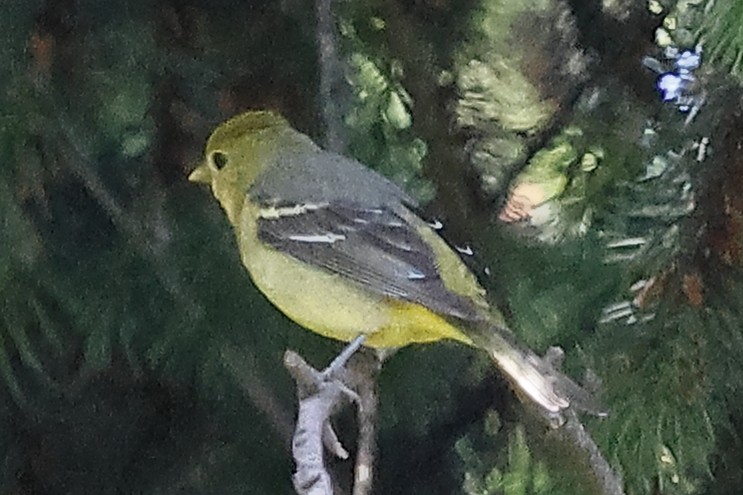 Western Tanager - David Forinash