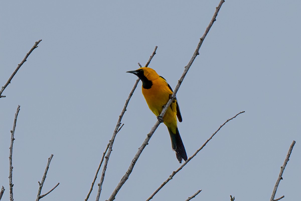 Hooded Oriole - David Ornellas