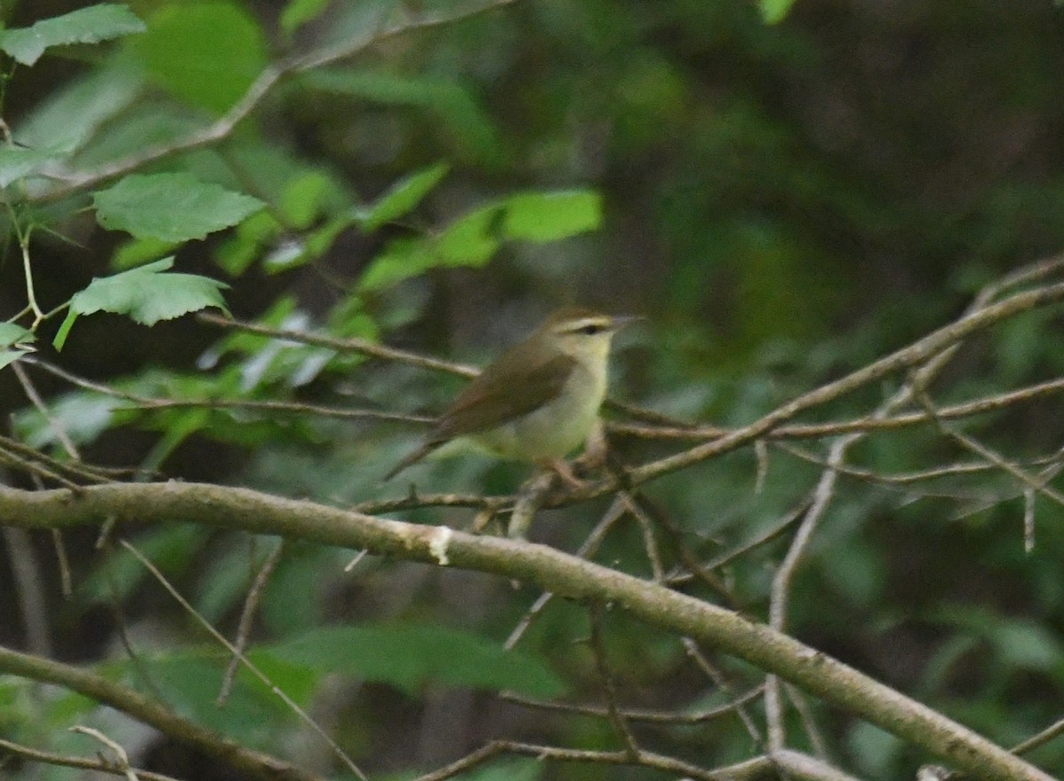 Swainson's Warbler - Austin Rice