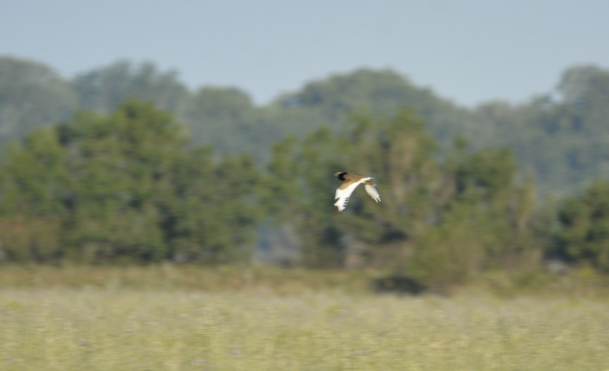 Little Bustard - ML619639257