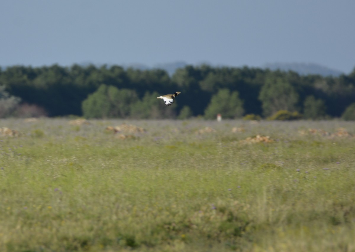 Little Bustard - ML619639258