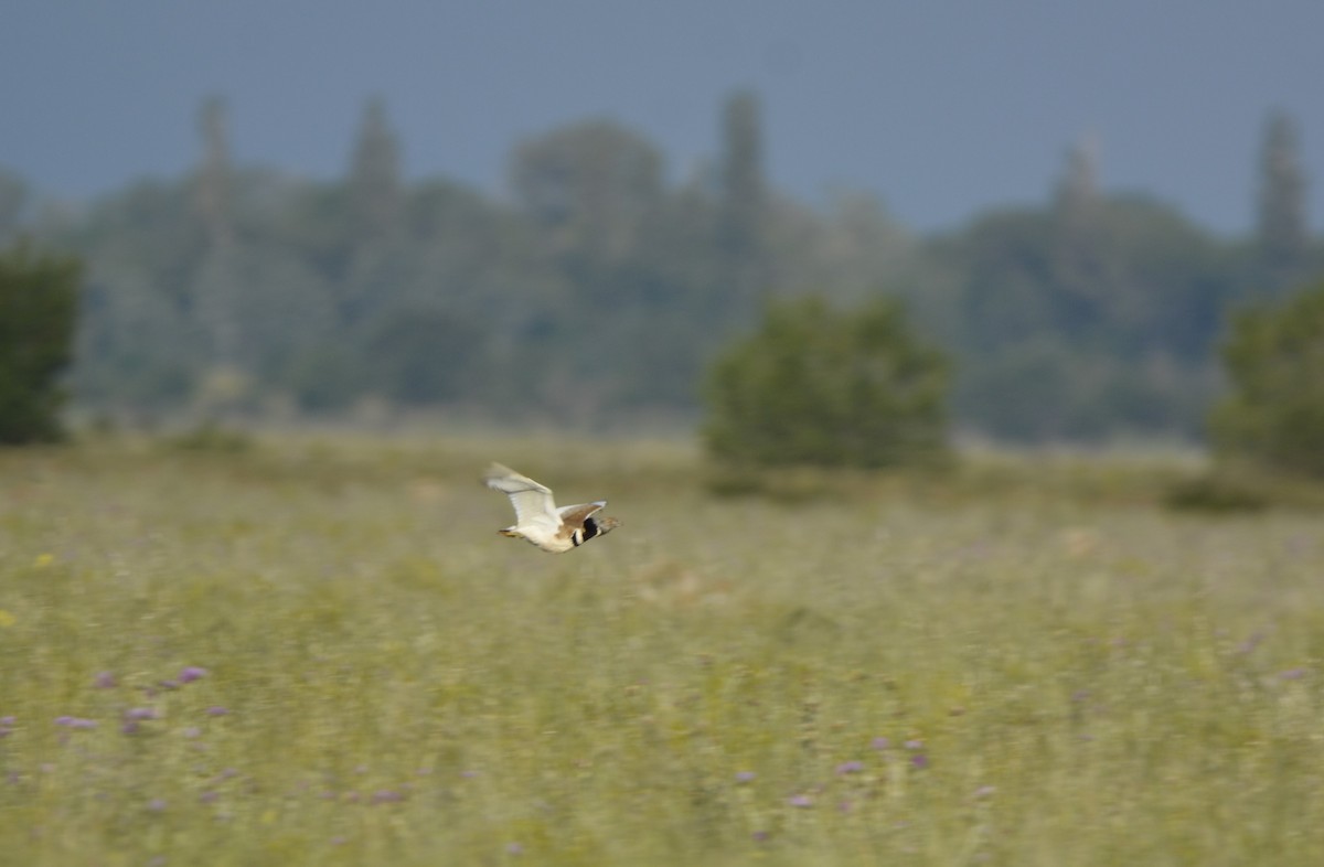 Little Bustard - ML619639260