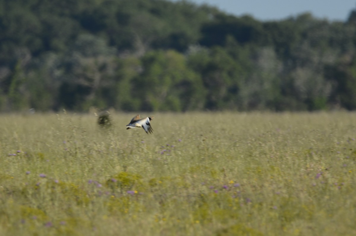 Little Bustard - ML619639261