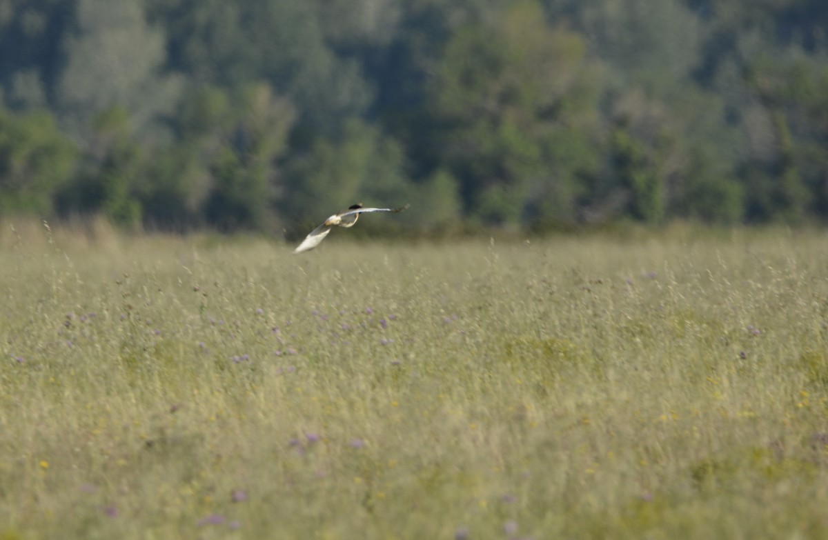 Little Bustard - ML619639262