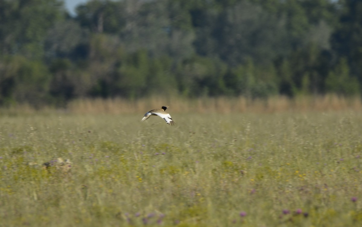 Little Bustard - ML619639263