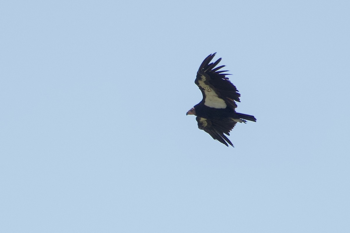 Condor de Californie - ML619639271
