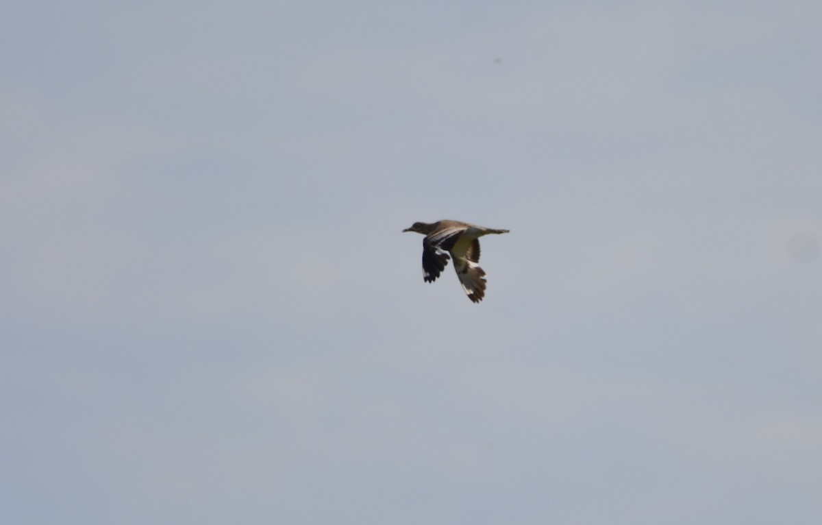 Eurasian Thick-knee - Dominique Blanc