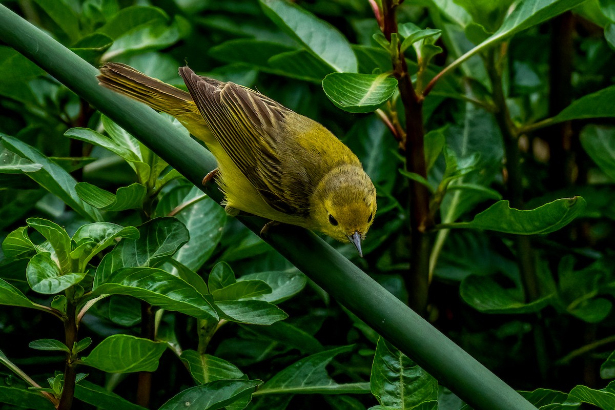 Yellow Warbler - David Ornellas