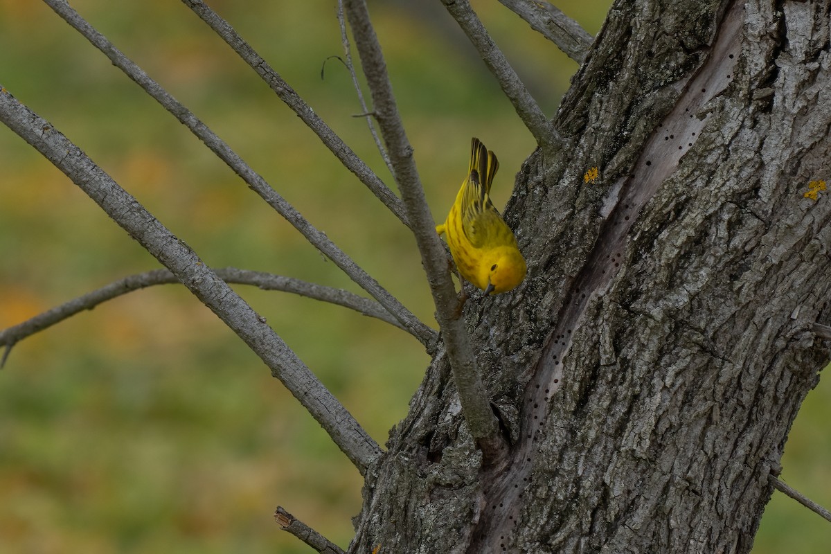 Yellow Warbler - David Ornellas