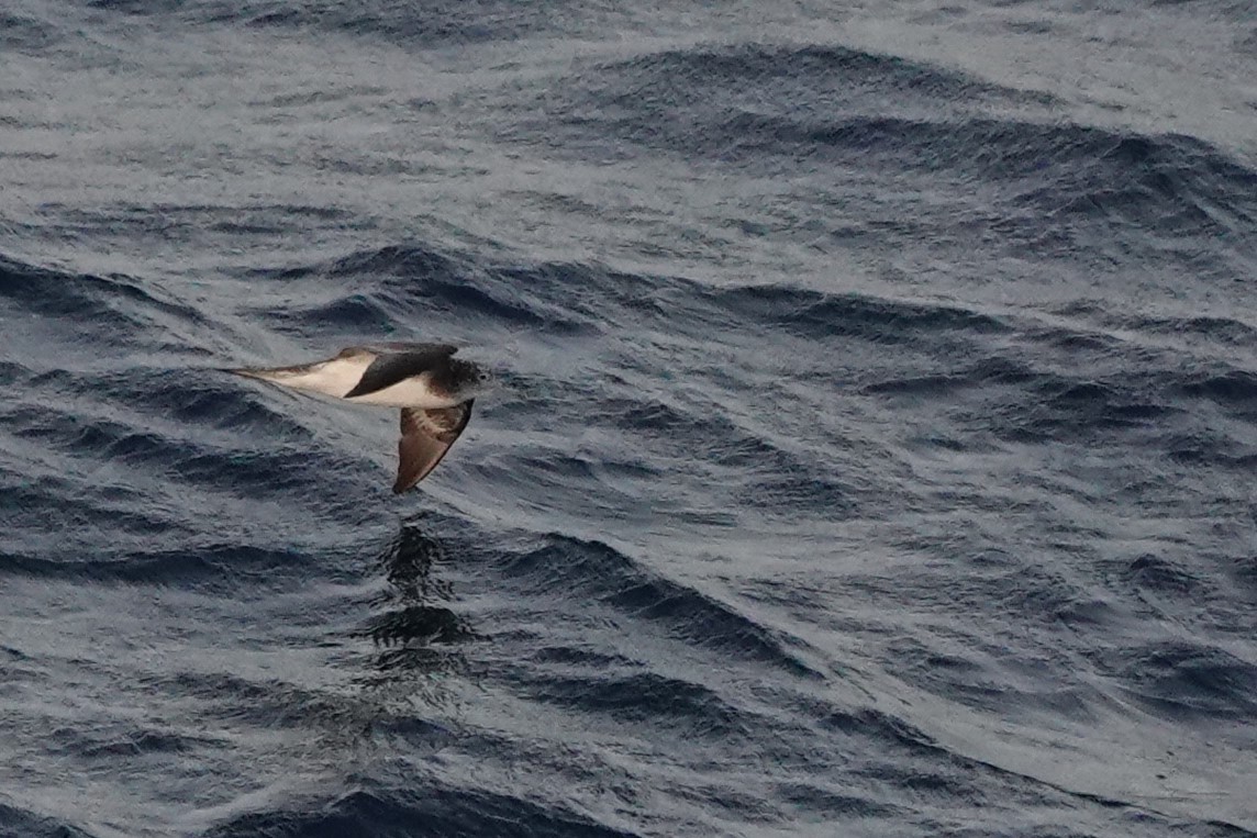 Streaked Shearwater - ML619639283