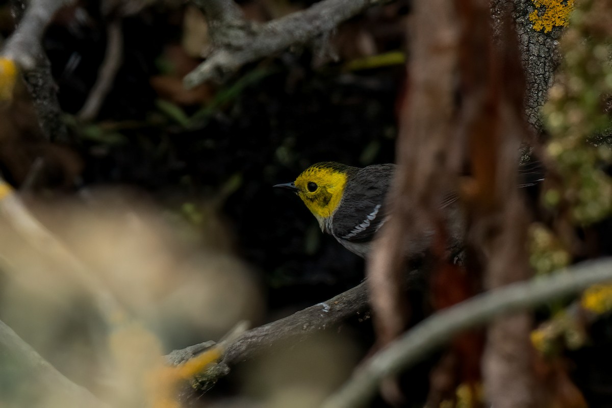 Hermit Warbler - David Ornellas