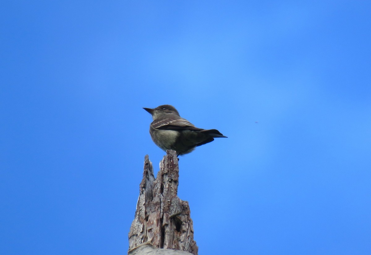 Western Wood-Pewee - Teresa Weismiller