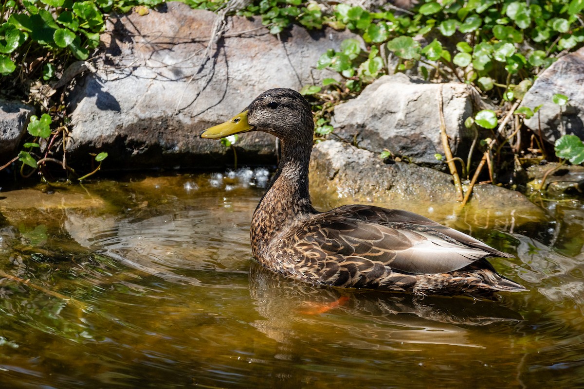 Mexican Duck - Scott Record