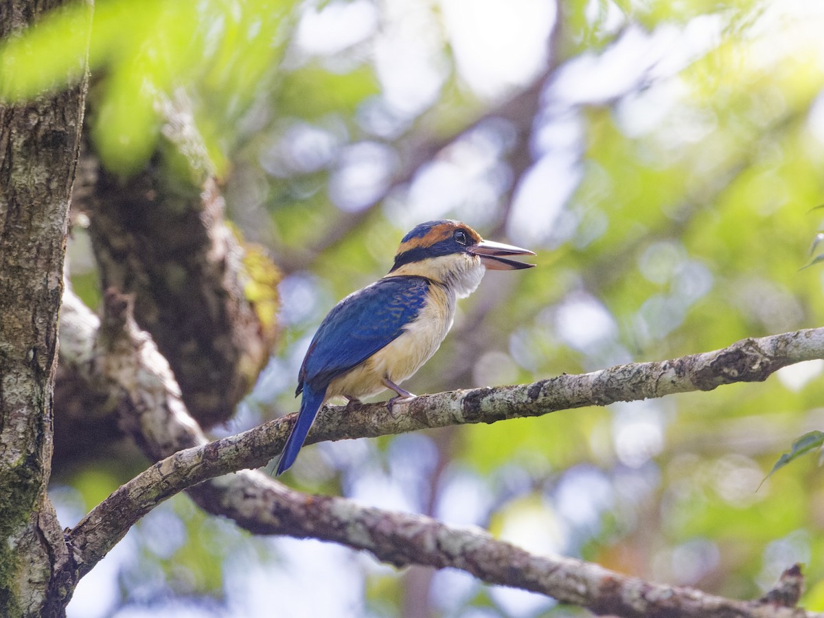 Pacific Kingfisher - ML619639298