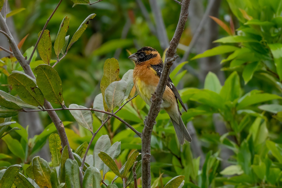 Black-headed Grosbeak - David Ornellas