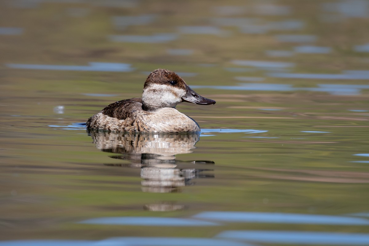 Ruddy Duck - Scott Record