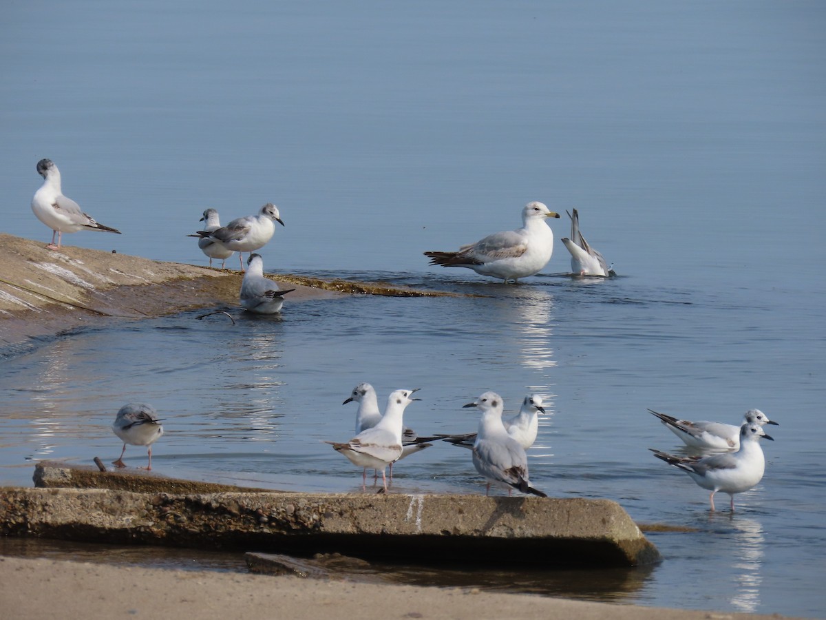 Bonaparte's Gull - Alfred Scott