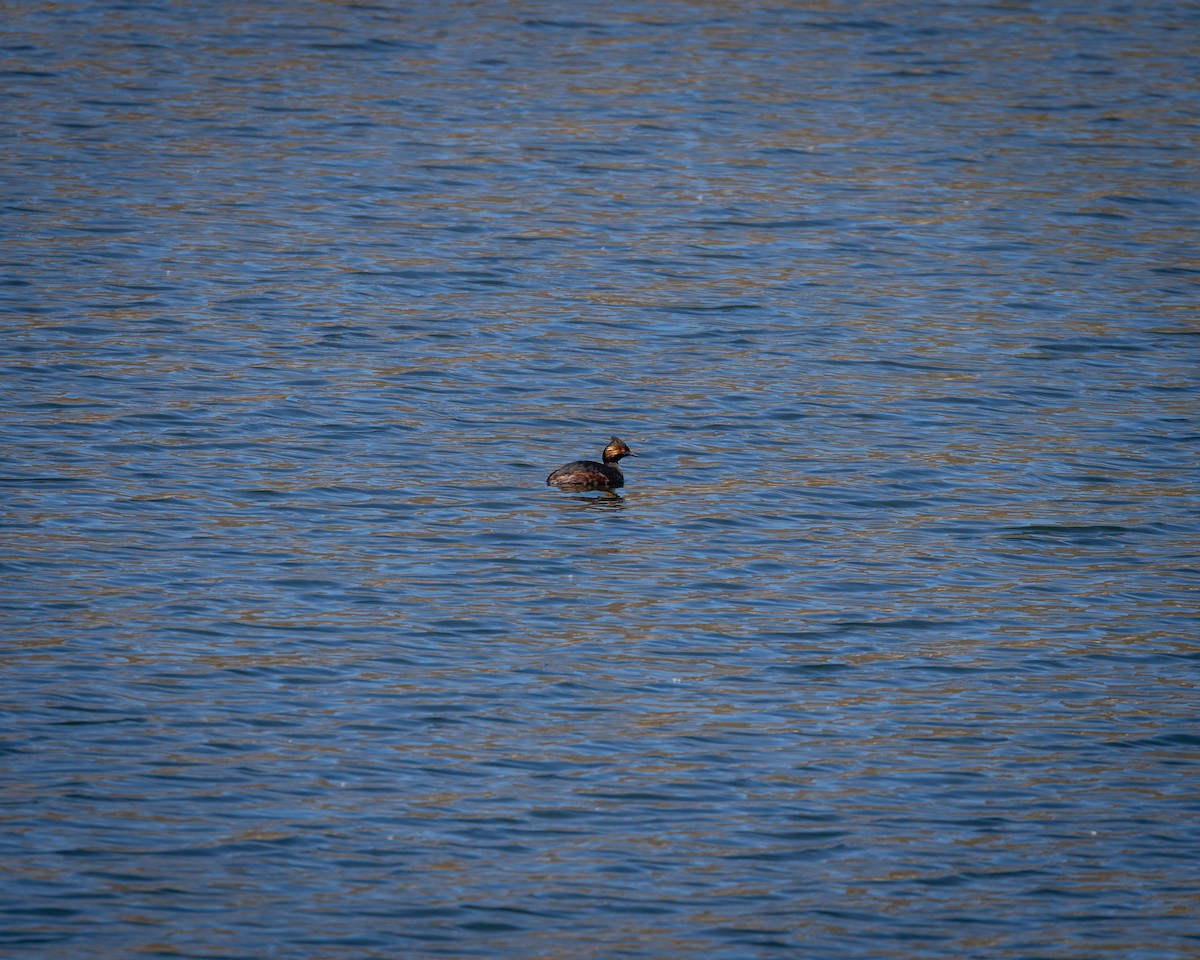 Eared Grebe - ML619639314