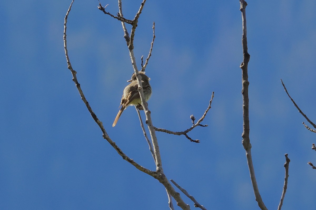 Dusky Flycatcher - Paul Prappas