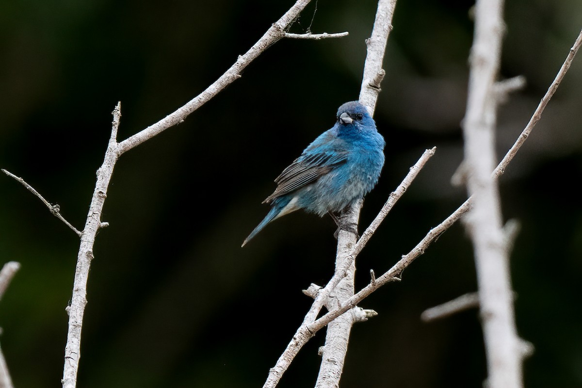 Indigo Bunting - David Ornellas