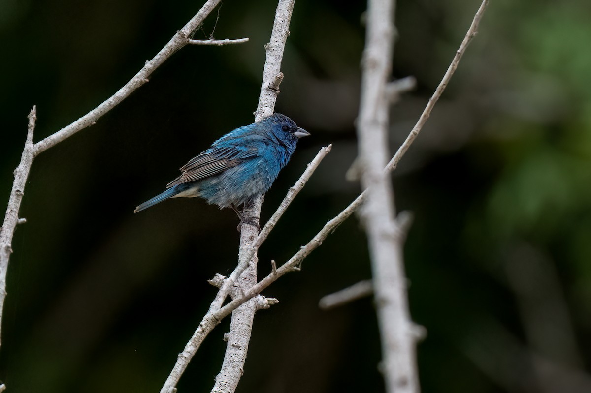 Indigo Bunting - David Ornellas