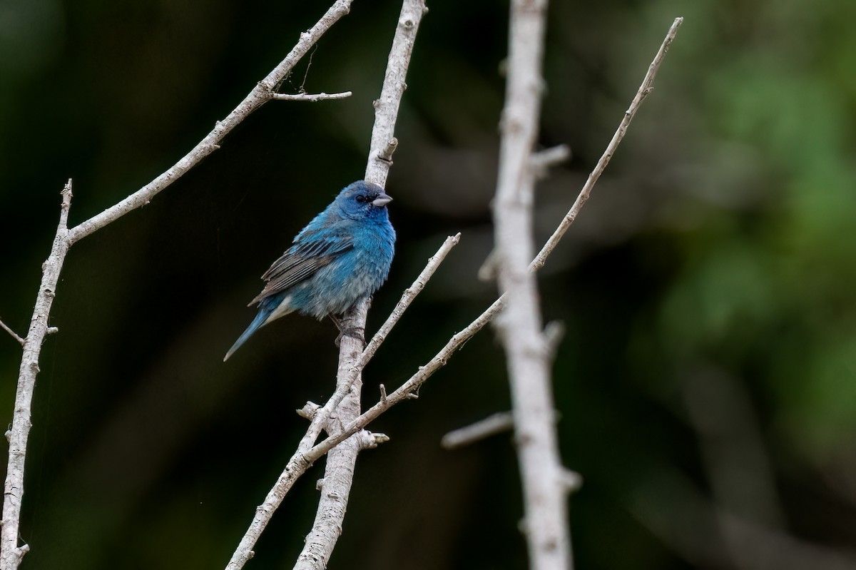 Indigo Bunting - David Ornellas