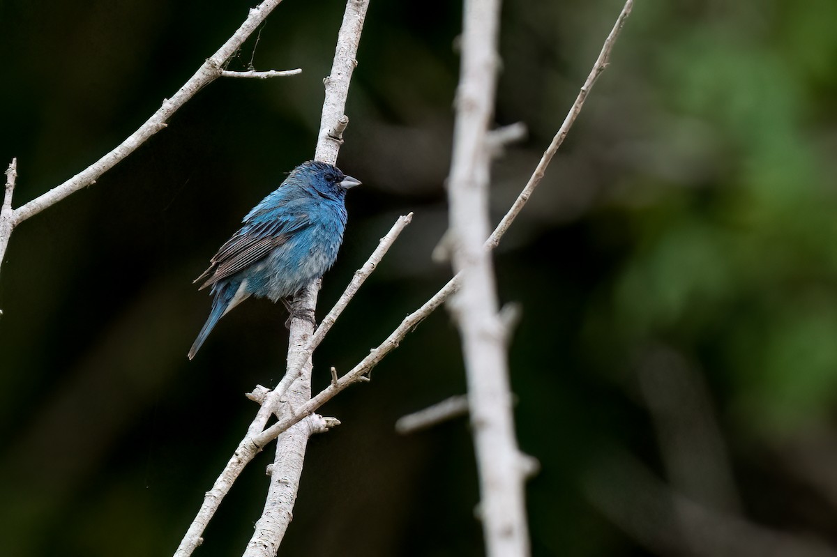 Indigo Bunting - David Ornellas