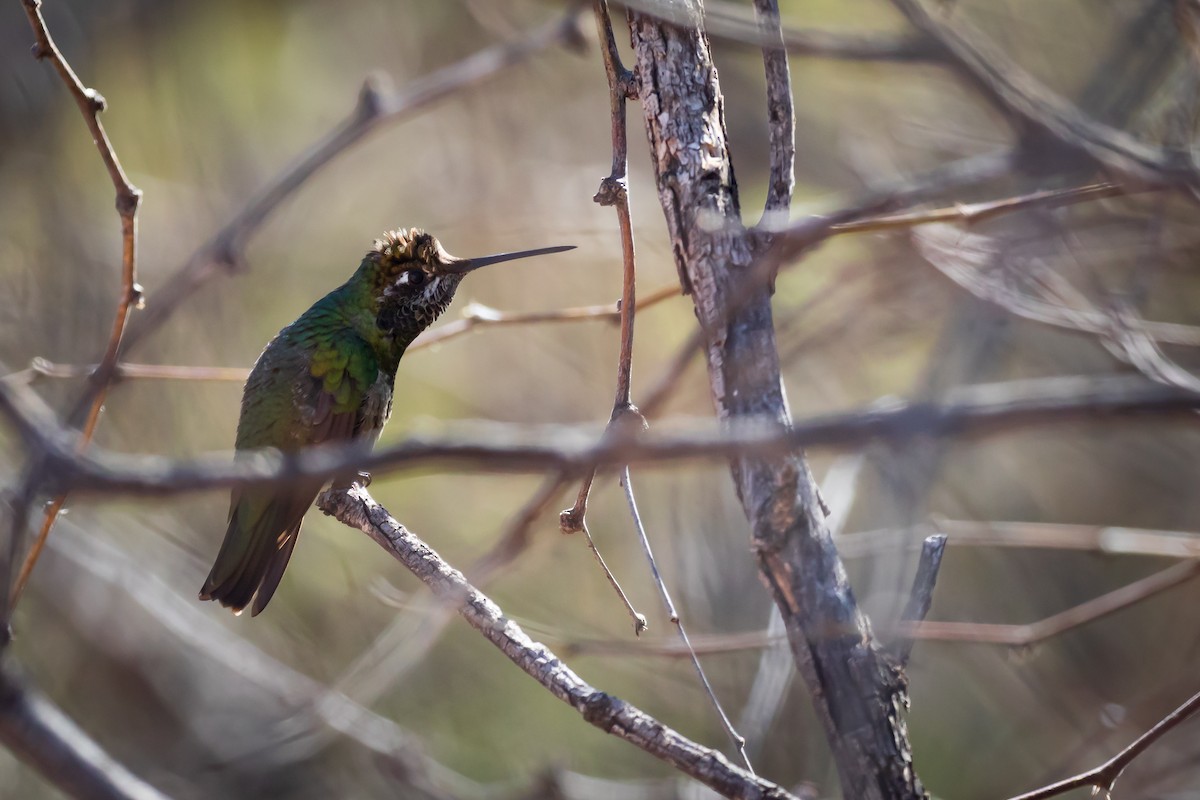 Rivoli's Hummingbird - Scott Record