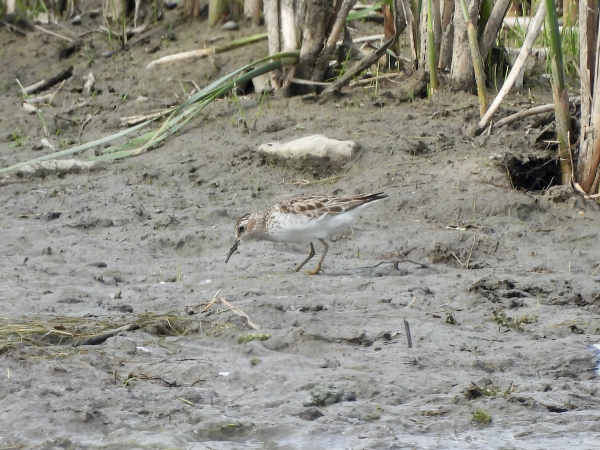 Least Sandpiper - Anita M Granger