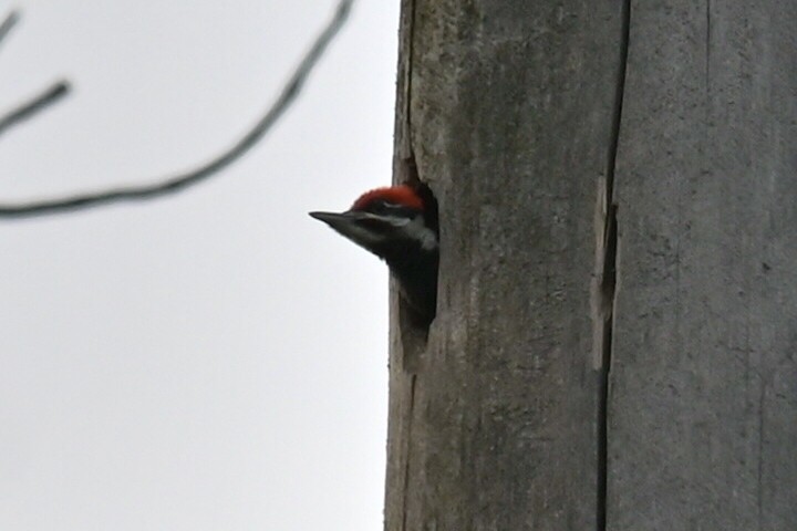 Pileated Woodpecker - Q B Schultze