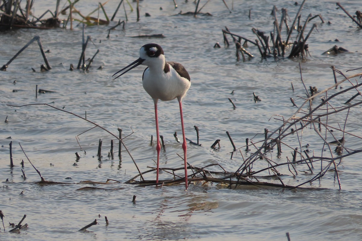 Black-necked Stilt - ML619639331