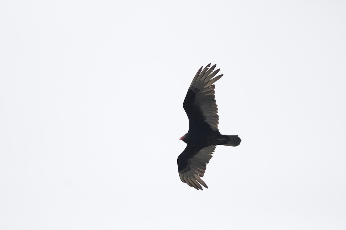 Turkey Vulture - Joachim Gonzalez
