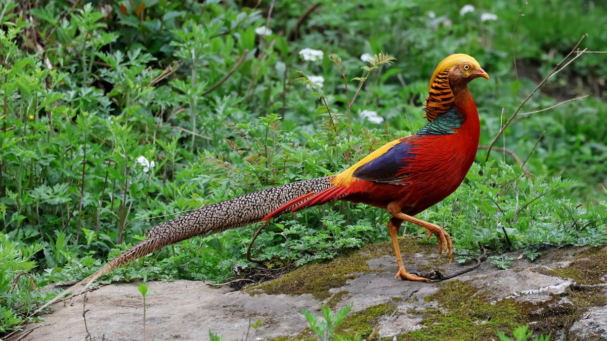 Golden Pheasant - Jörg Hanoldt