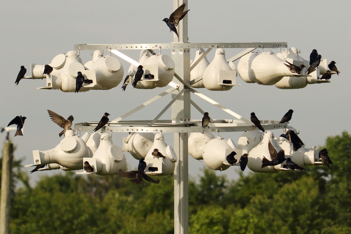 Purple Martin - Nancy Cunningham