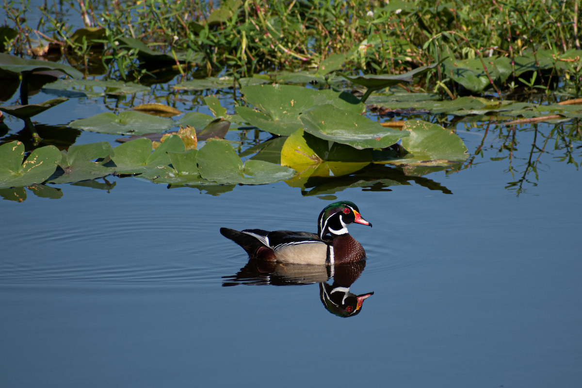 Wood Duck - Neil D