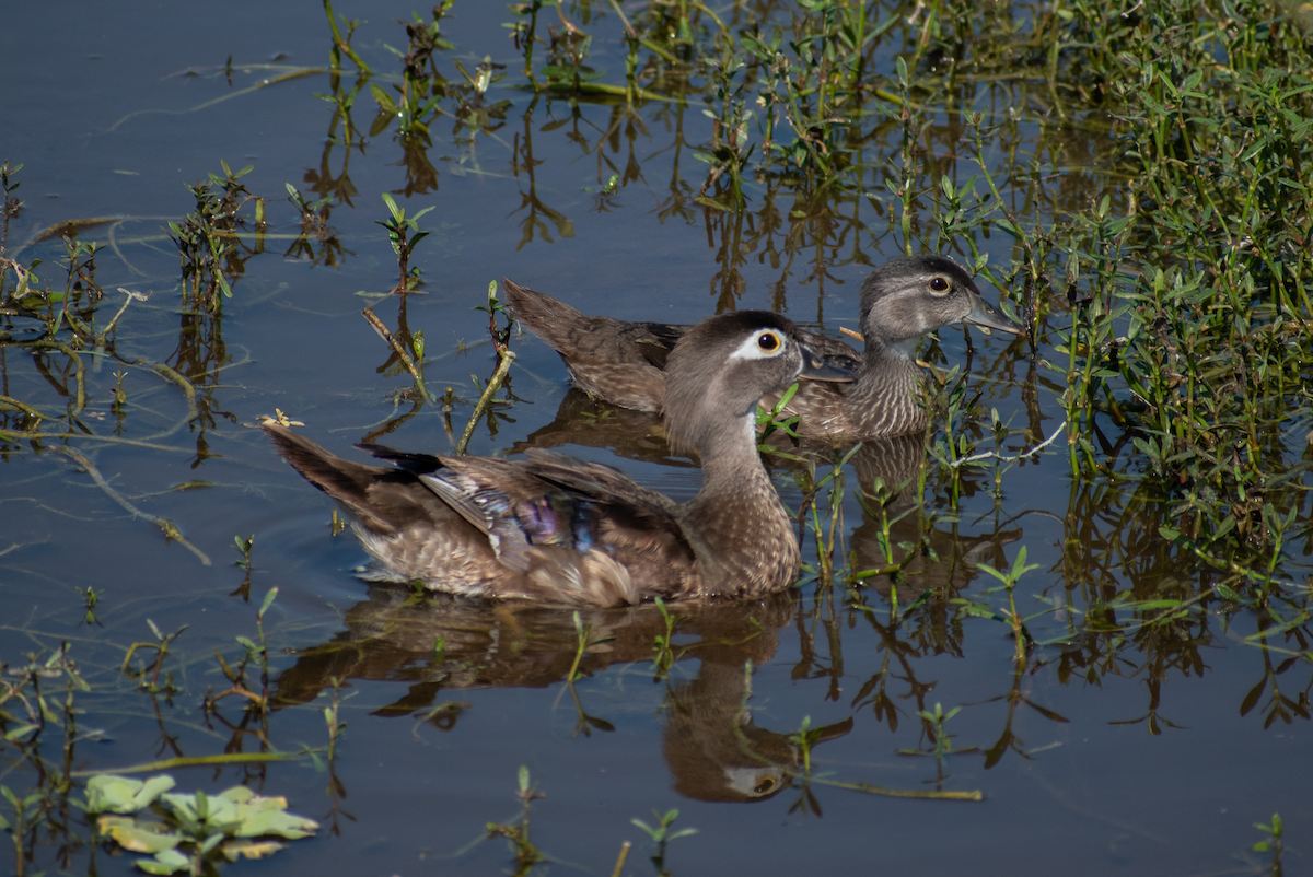 Wood Duck - ML619639363