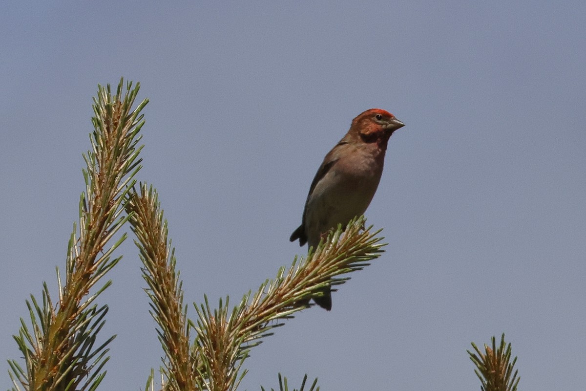 Cassin's Finch - ML619639365