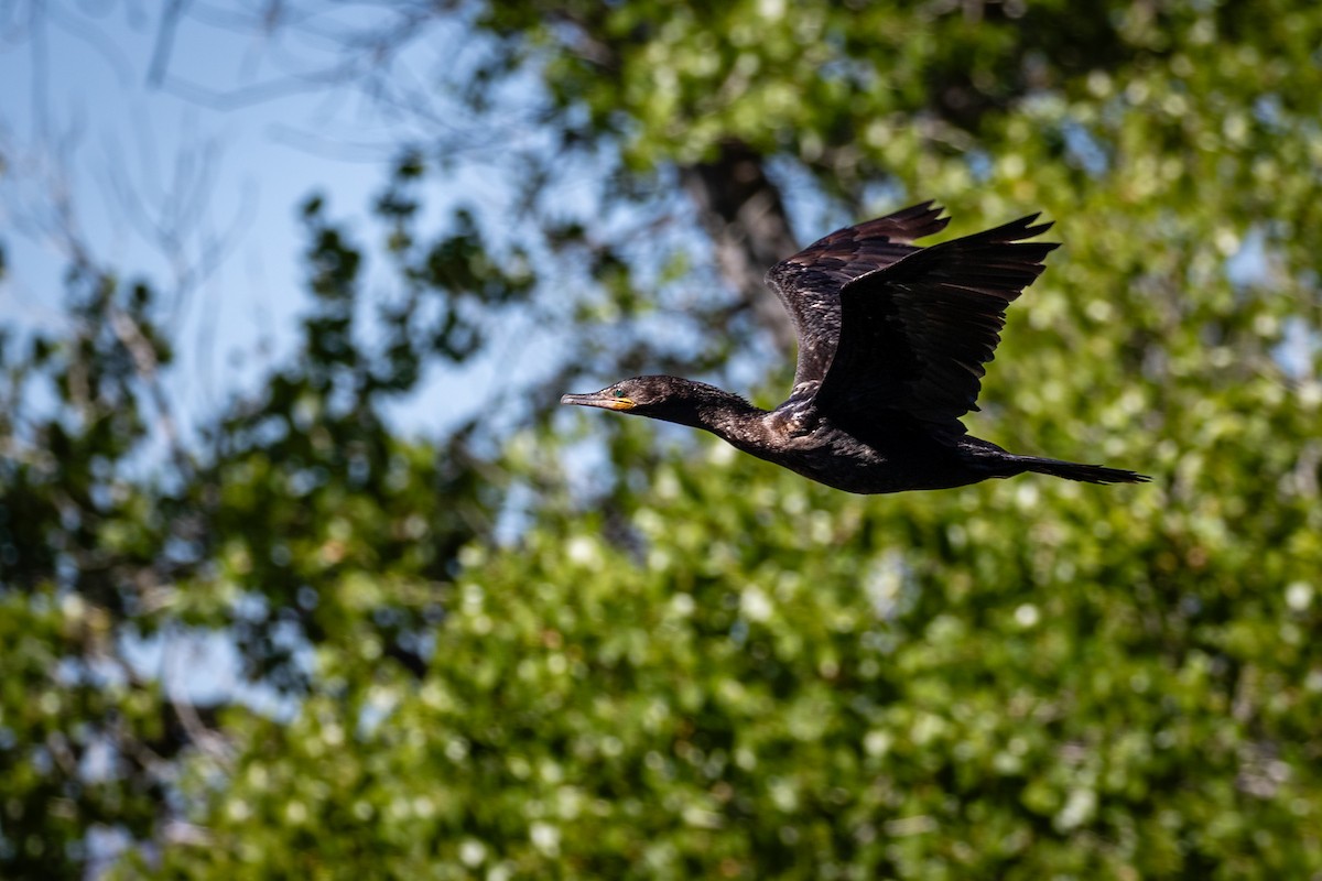 Neotropic Cormorant - Scott Record