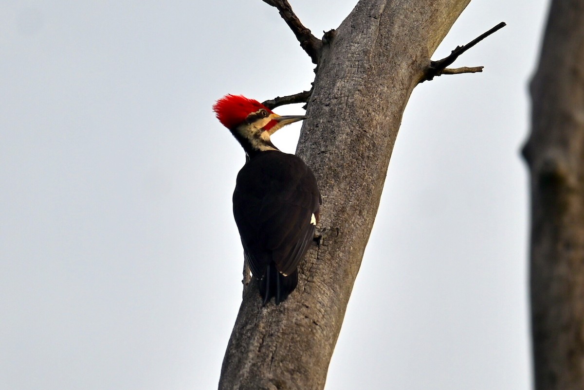 Pileated Woodpecker - Q B Schultze