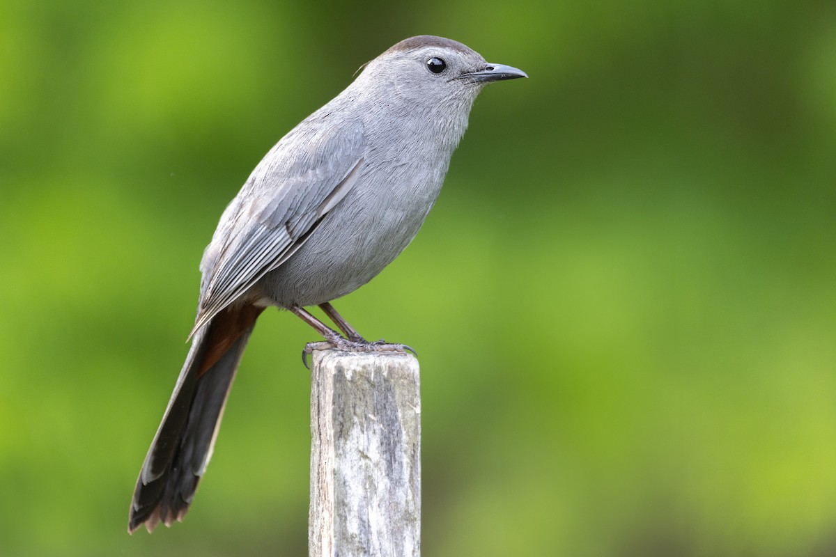 Gray Catbird - ML619639370