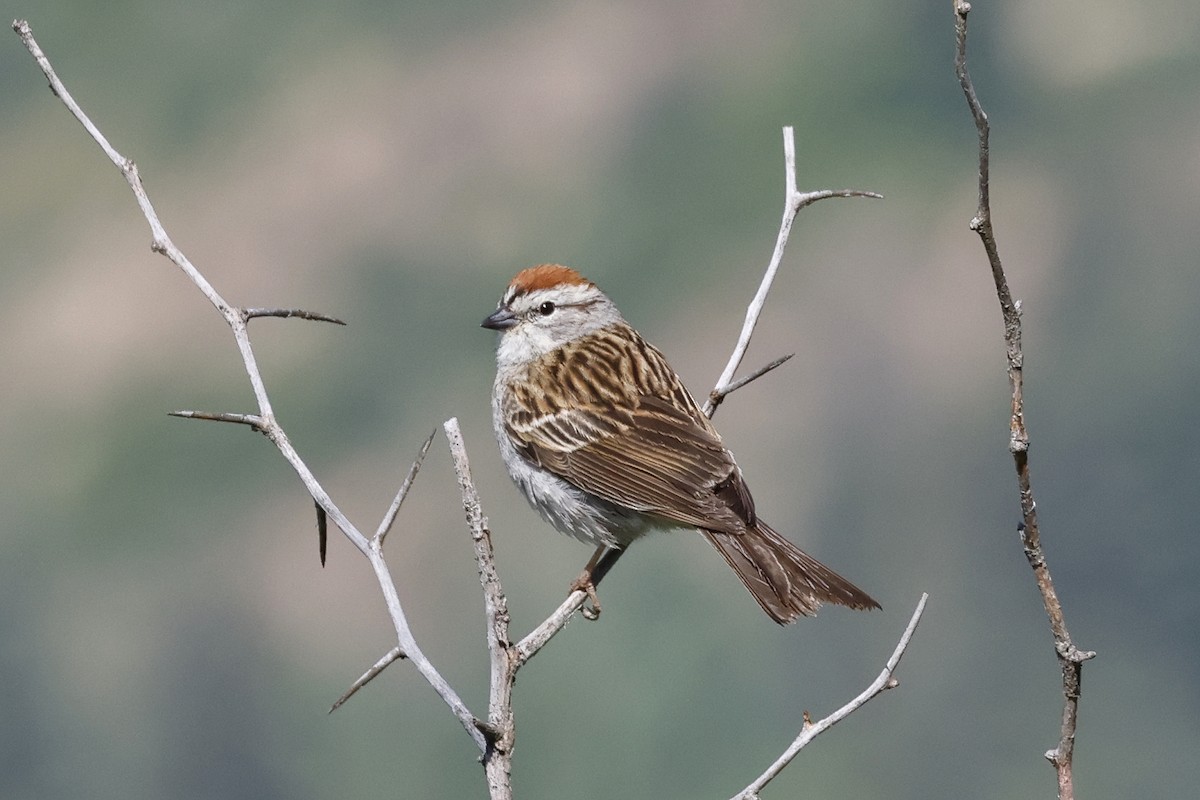 Chipping Sparrow - Paul Prappas