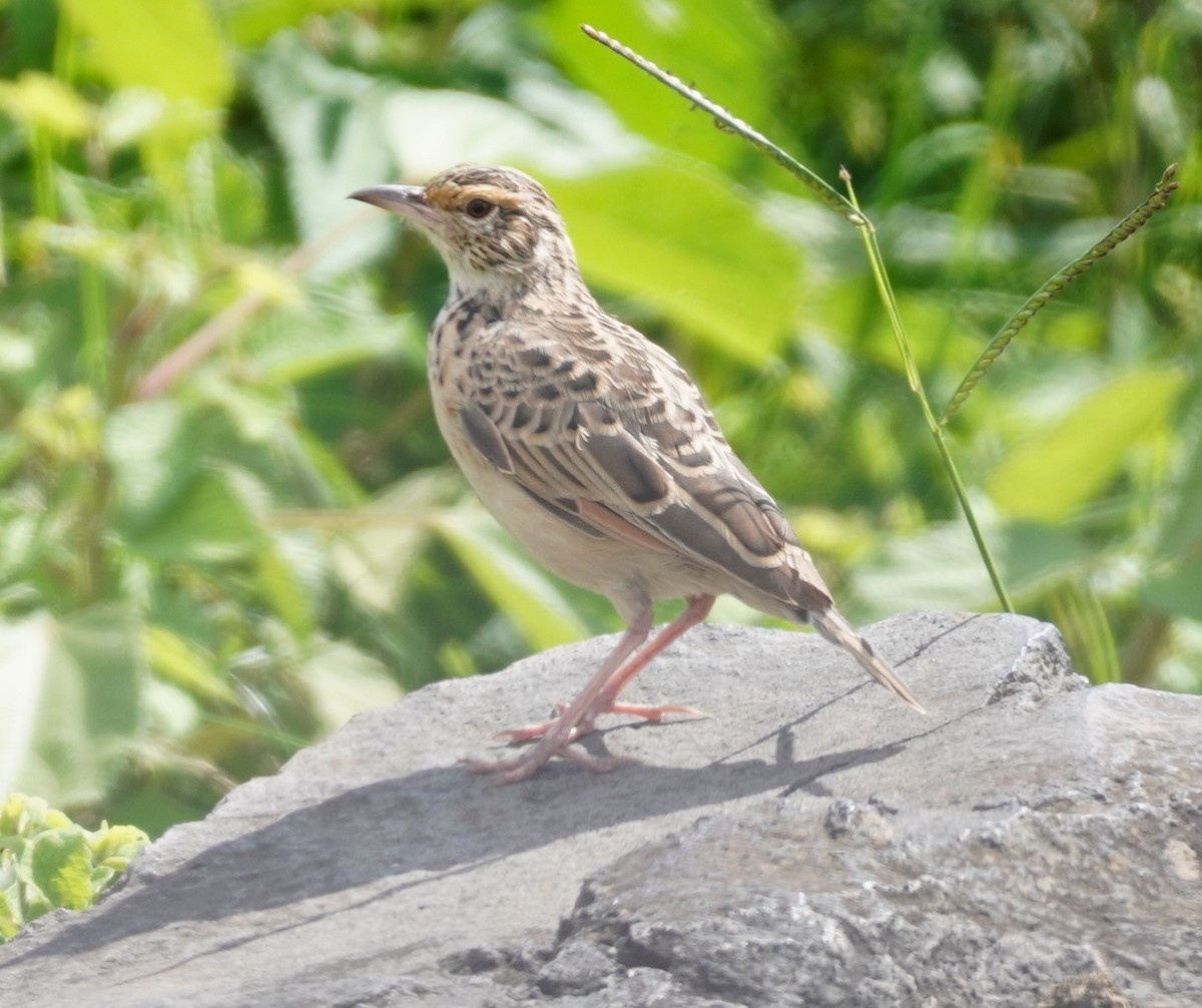 Red-winged Lark - Brian Rapoza