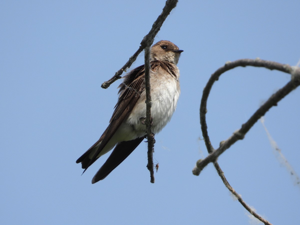 Northern Rough-winged Swallow - ML619639377