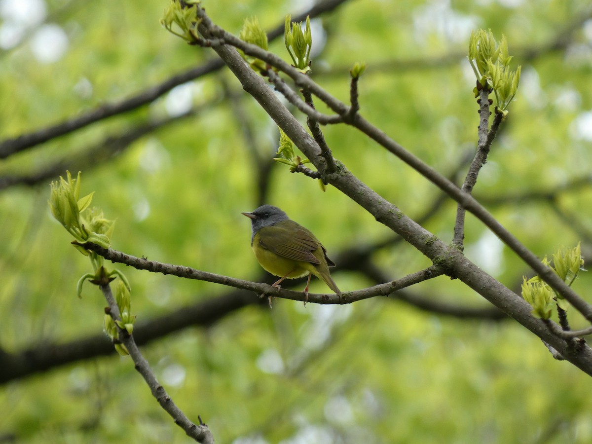 Mourning Warbler - Mary Getchell