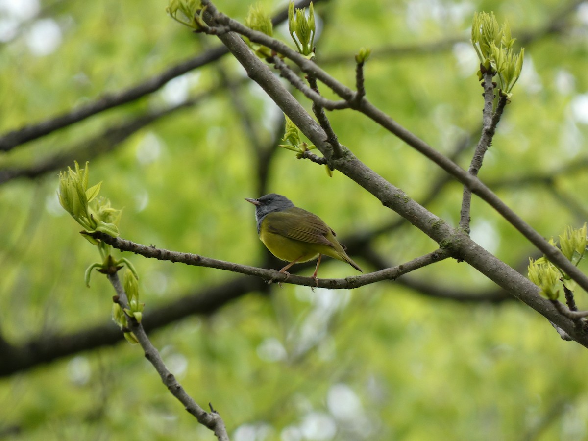 Mourning Warbler - Mary Getchell