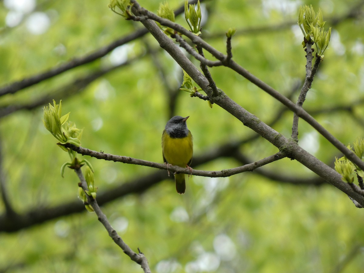 Mourning Warbler - Mary Getchell